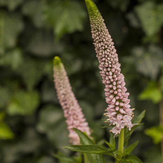 Veronica longifolia ‘First Choice’ 2L 5023242392769